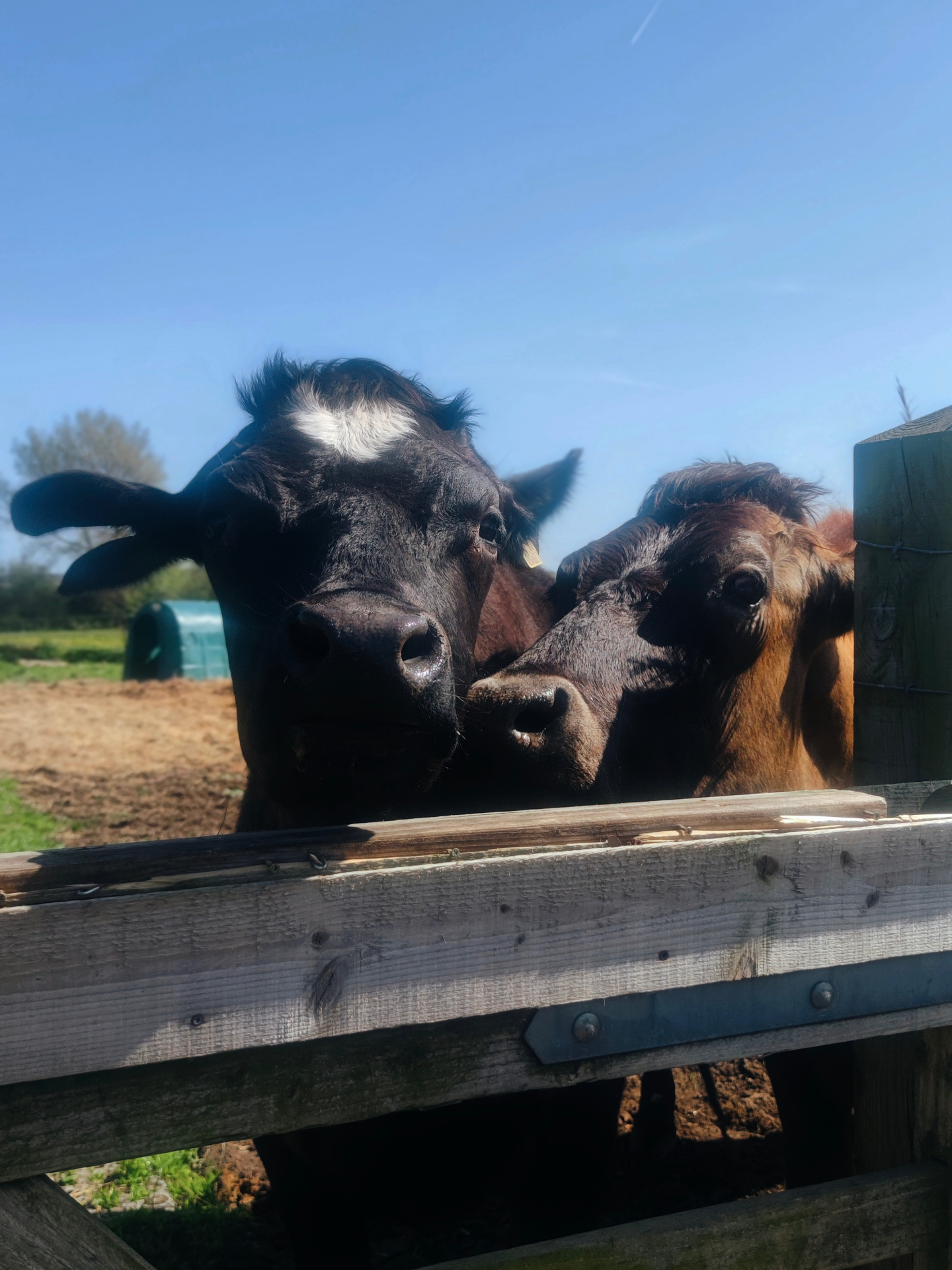 Willowfields Sanctuary & Rescue | Animal Rescue UK